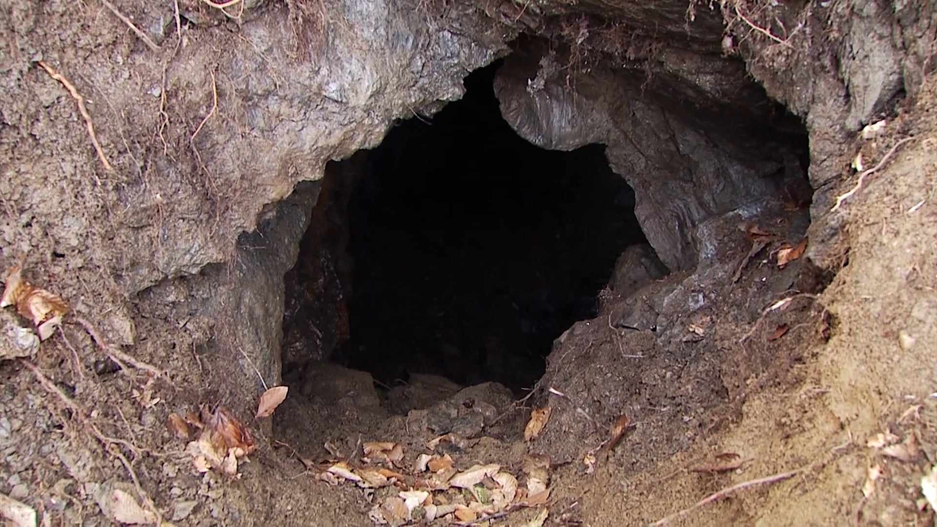 Legenda o rovu je postala resnična