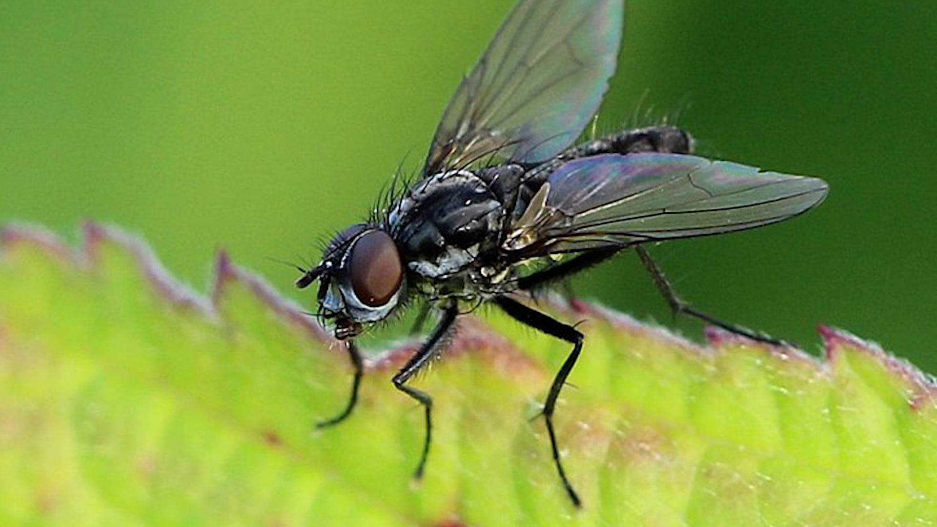 Težave s kapusovo muho