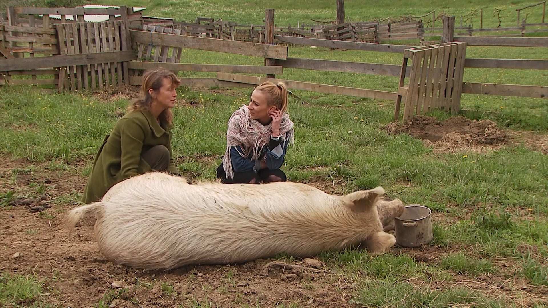 Posestvo Koki rešenim živalim nudi novo priložnost