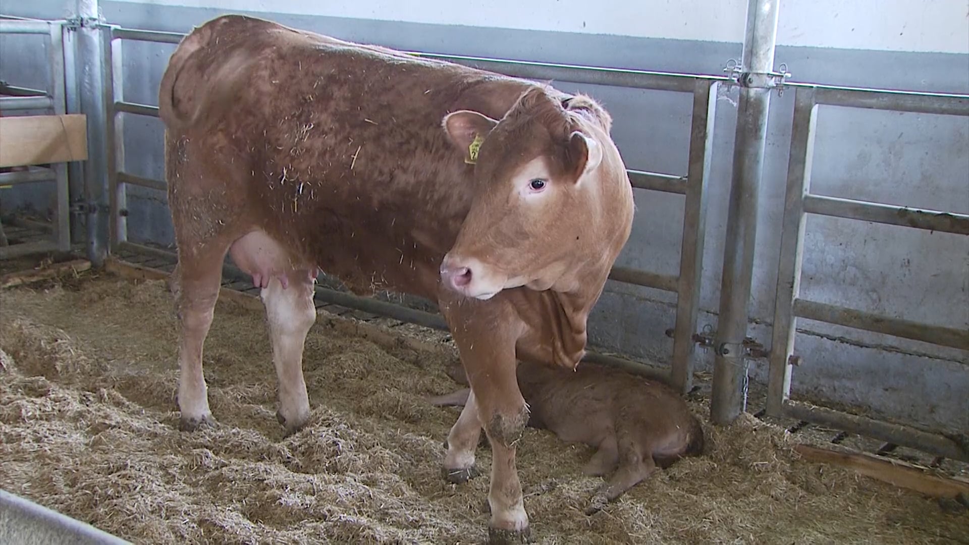 Nastilj iz odprašene in rezane slame