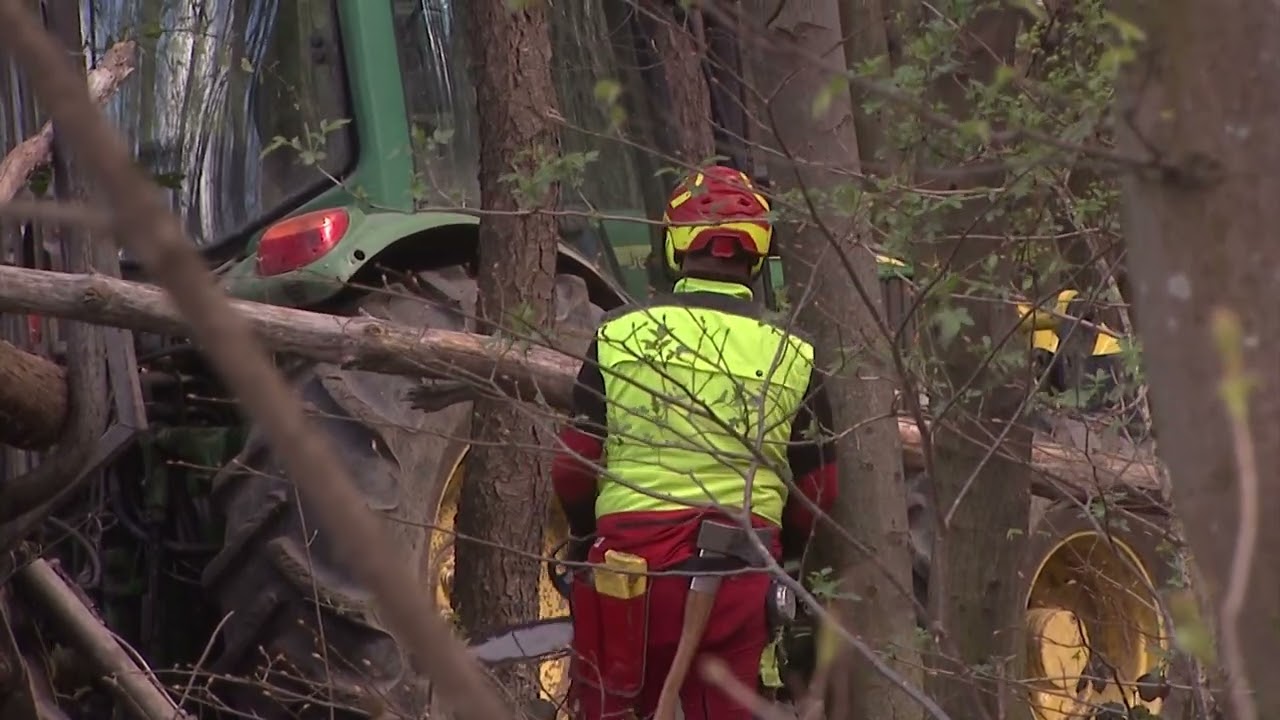 Kakšni so potenciali slovenske lesne industrije?