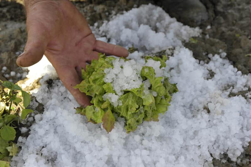 Kako zaščititi zelenjavo po toči?