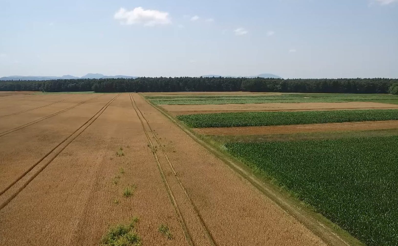 Letošnja letina pšenice bo slaba