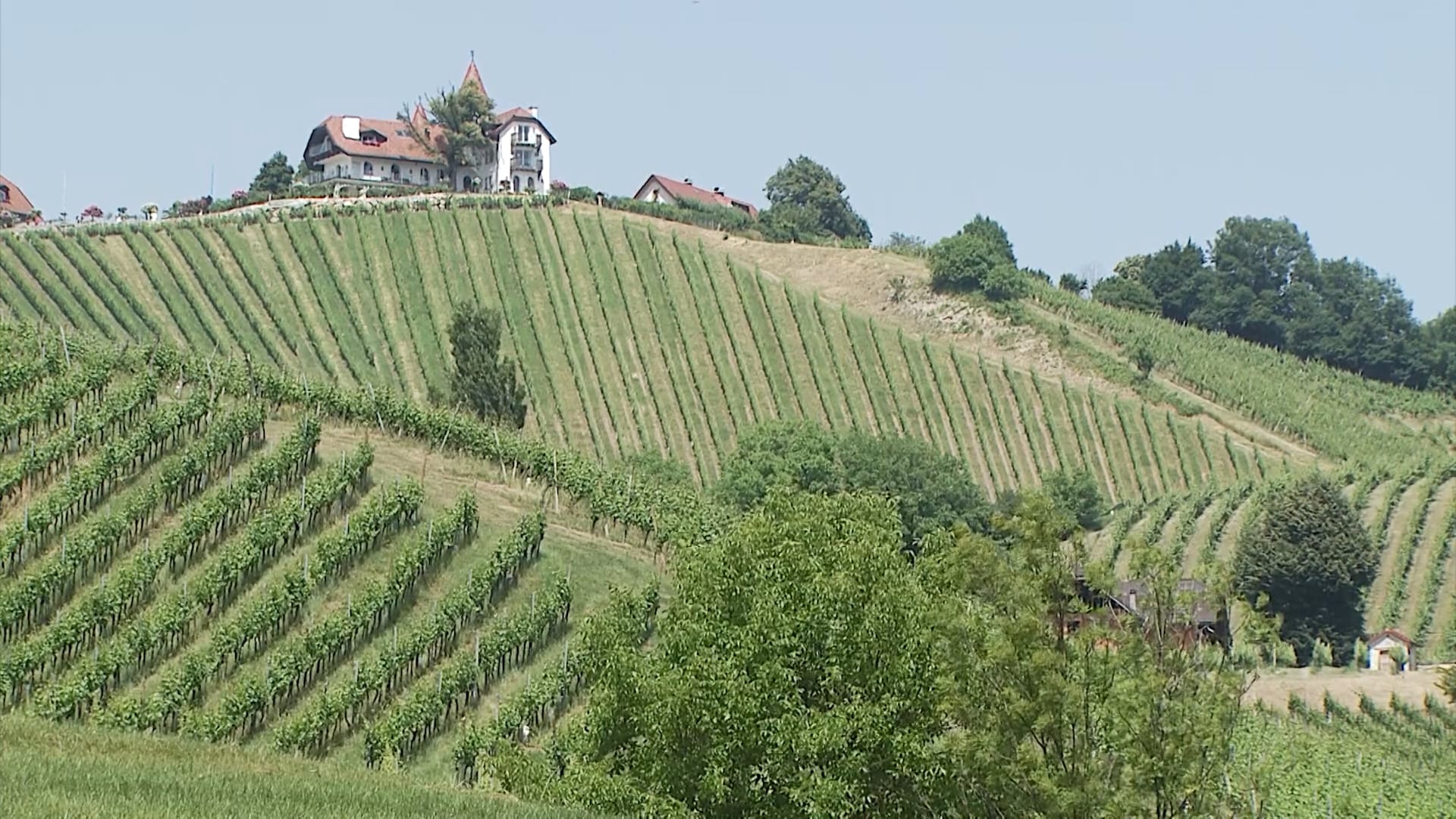 Pestro dogajanje med vinogradi