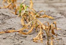 Suša zajela večji del države