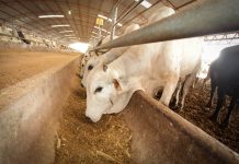 Finančna pomoč za kmetijska gospodarstva