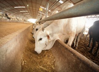 Slabi pogoji reje ne prinašajo prihodka