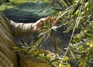 Danes praznujemo svetovni dan oljk