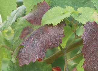 Triletna pomoč vinogradnikom se izteka – bolezni trte vse bolj na pohodu