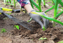 Ključne so dobre sadike