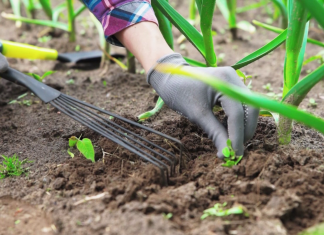 Ključne so dobre sadike