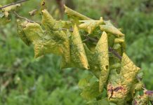 Okrogla miza o aktualnih izzivih v kmetijstvu