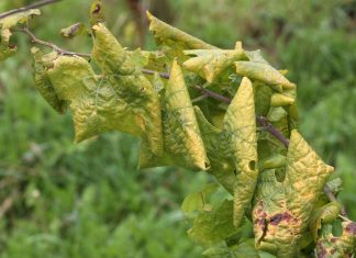 Boj z zlato trsno rumenico