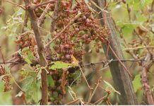 Vinogradništvo v primežu klimatskih sprememb