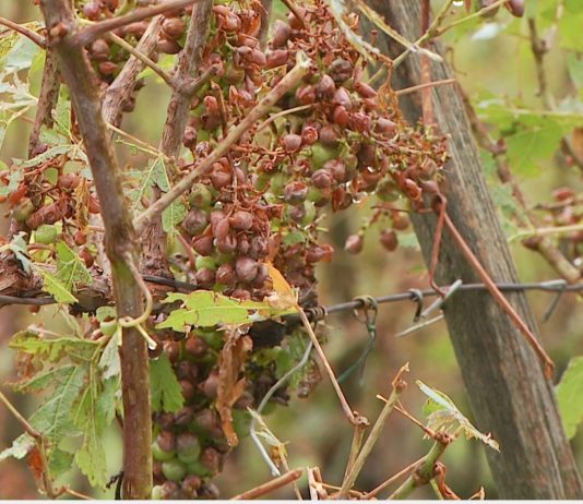 Vinogradništvo v primežu klimatskih sprememb