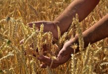 Subvencijska kampanja za kmete se začne prej, na voljo 256 milijonov evrov