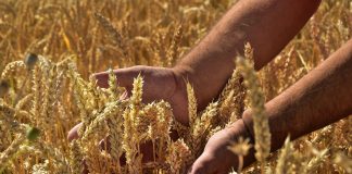 Subvencijska kampanja za kmete se začne prej, na voljo 256 milijonov evrov