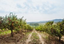 Pozeba in suša povzročili hudo škodo v sadovnjakih in na poljih na Ptujskem