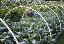 Kako ukrepati po pozebi?