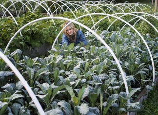 Kako ukrepati po pozebi?