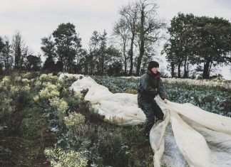 Povečano tveganje za pozebo in škodo na pridelkih