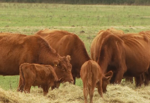 Pomurski sejem v letu 2025: Trije mednarodni sejmi in vlaganje v infrastrukturo