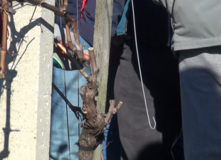 Prva letošnja delavnica o mehki rezi vinske trte v Jakobskem Dolu navdušila vinogradnike