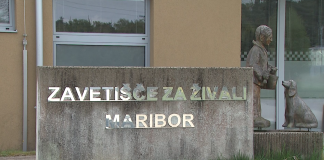 Spoznaj zavetišče – spoznaj tačke v Mariboru