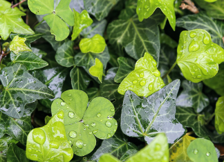 Na NET TV se nocoj vrača oddaja Narava zdravi! V živo!