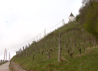 Prenova vinograda na Piramidi se pričenja
