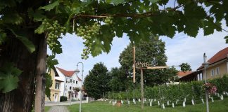 Svinjsko meso, skrivne začimbe in vrhunska kapljica: Vse to je Jakobska kühla 2026