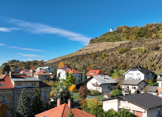 Obnova vinograda na Piramidi odpira razpravo o ohranjanju tradicije