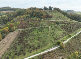 Celovita obnova vinograda na Piramidi