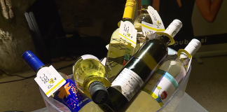 Pubec letos povezuje 19 štajerskih vinarjev