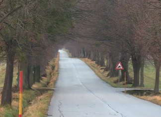 Najdaljši slovenski drevored ostaja za zdaj nedotaknjen