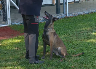 Ko vzgoja štirinožca postane veselje: Vabljeni v tečaje ŠKD Kidričevo Ko vzgoja štirinožca postane veselje: Vabljeni v tečaje ŠKD Kidričevo